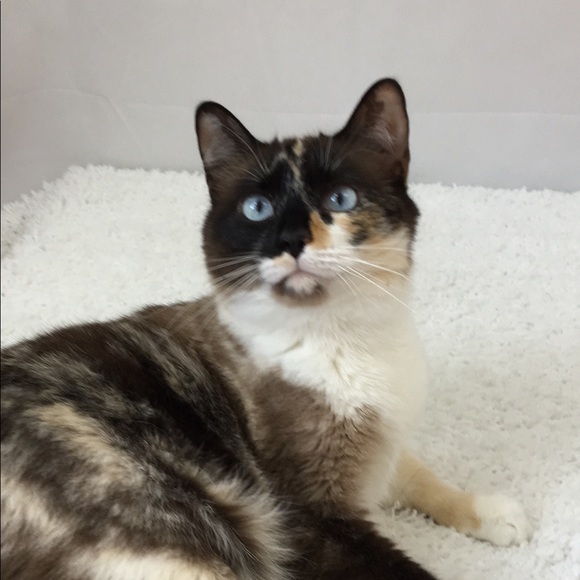 Meet your Posher, Lepetit - Picture 6 of 14